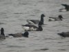 Black Brant at Paglesham Lagoon (Steve Arlow) (125784 bytes) Black Brant at Paglesham Lagoon (Steve Arlow) (125784 bytes)